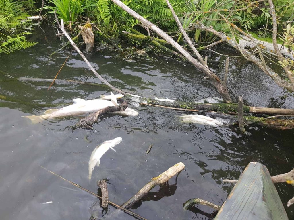 Жители деревни Рукав обвинили «Биотум» в гибели рыбы в местном озере
